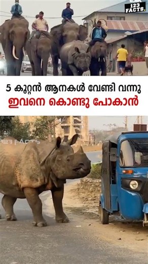 5 കൂറ്റൻ ആനകൾ വേണ്ടി വന്നു ഇവനെ കൊണ്ടു പോകാൻ 😮😮