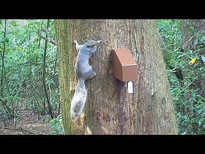 A18 Grey Squirrel Trap from Goodnature, UK - 29 Jul 2021