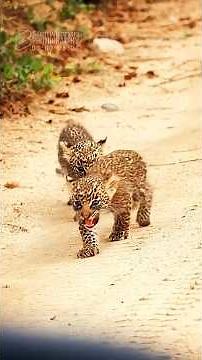 Listen to that… they’re calling so they won’t be left behind 🐆💔