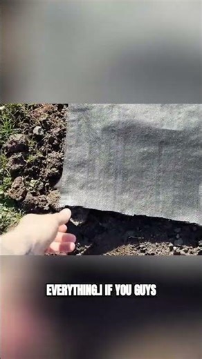 Planting a Maple Tree: Future Yard Goals & Weed Barrier Tips! #shorts