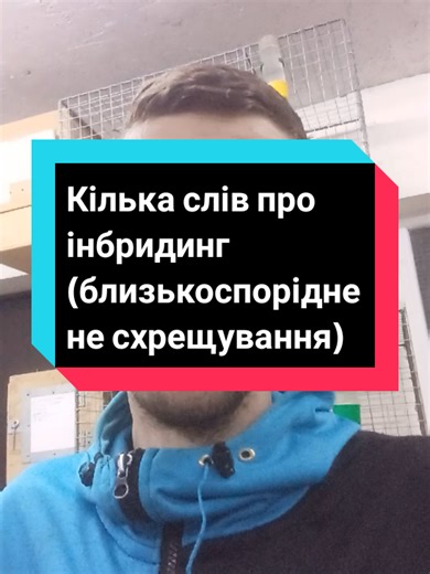 Відповідь користувачу @artem_06_10_ #папуга #птахівництво #декоративнептахівництво #розведенняпапуг #птахи