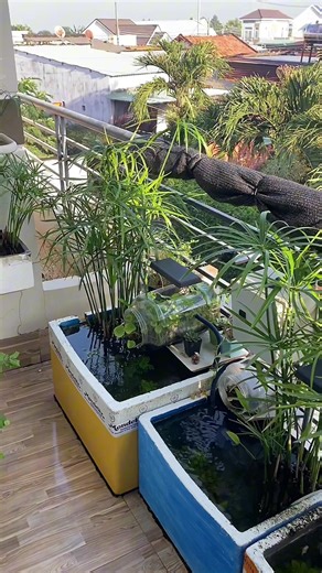 Cách Sử Dụng Cám Hiệu Quả Cho Nước Cây