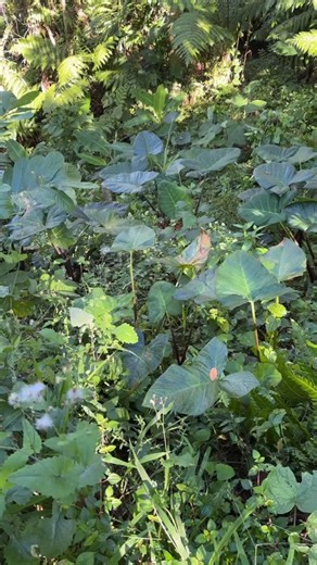 Finca Agroecológica on Instagram: "Tropical agroforestry systems! ❤️💚🍃 . . . . #ruralamerica #agroforestrysystems #regenerativefarming #smallfamilyfarm #permaculturedesign"