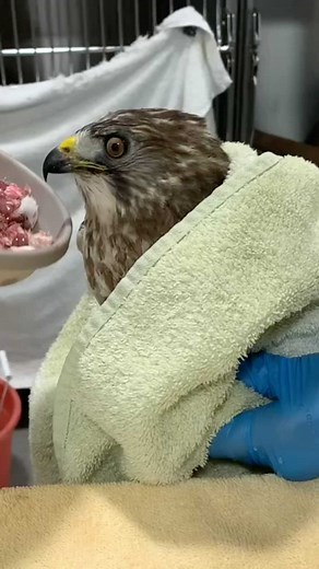 Can you guess this hawk species? 🤨 | Conservancy of Southwest Florida