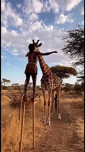 648K views · 2.5K reactions | Giraffe Meets Man on Stilts A heartwarming encounter between a man and a giraffe. Generated using Kling AI . . . (For entertainment purposes only. Consult professionals if guidance on activities is presented. No brand affiliation is implied if any are shown. If inspired by true events, creative adaptations may be included. Content may include public footage.) | Fabiosa Life | Facebook
