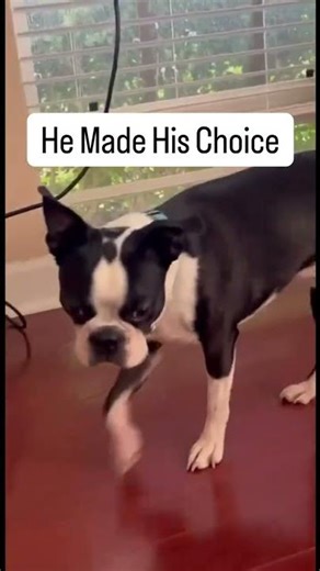 My Dog's Daily Ritual Melts My Heart Every Time #DogConnection #Heartwarming