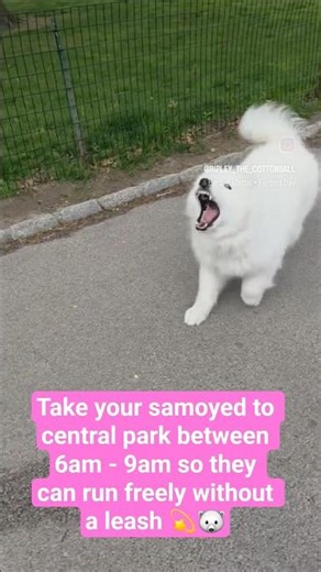 Ripley The Cottonball - Take your samoyed to central park so they can run freely without a leash 🐻‍❄