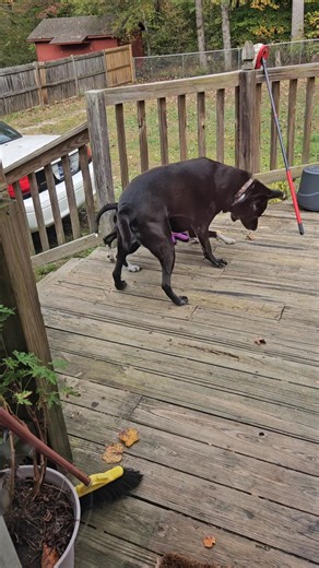 Back porch fun! #everyonehighlightsfollowers #Tennessee #BlessedAndHighlyFavored #ilovemydog #ilovemylife | Jennifer J Burgess
