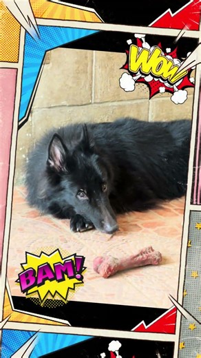 Why Proper De-Shedding Matters for Double-Coated Dogs