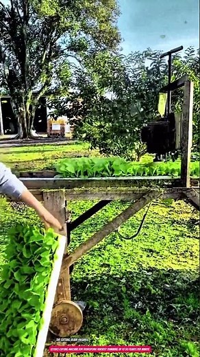 Lettuce Cutting Machine for Hydroponic Harvest Trimming up to 50 Plants per Minute