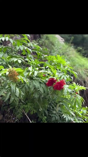 Saanson Ko Full Video - ZiD | Mannara,Karanvir | Arijit Singh |Sharib Toshi