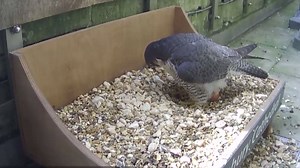9K views · 272 reactions | Footage of peregrine falcons nesting on the roof of Salisbury Cathedral has been viewed by thousands. A webcam set up by staff has attracted more than 42,000 people, who watched the live video in the last month. For more: https://bit.ly/3dZ65b9 | ITV News Meridian | Facebook