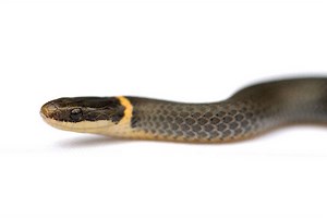 A Hillbilly Guide to Snakes: The Ring-Necked Snake