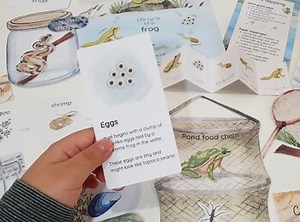 Pond Dipping Dramatic Playset, Pond Unit Study, Frog Life Cycle, Food Chain