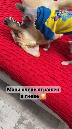 82K views · 4.2K reactions | Who stole my food #dog #cat #life #cute #trend #style #trending #doglife #catlife #lifestyle #styles #cutecats #amazing #cutedogs #cats #dogs #doglove #trendy | Deni Mani | Facebook