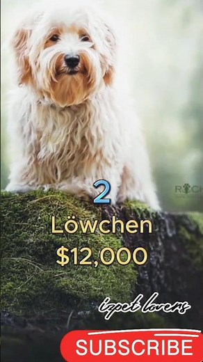 5 Most Expensive Dogs In The World 💸🐶 | Luxury Dog Breeds #dogshort #dogfacts #richdogs #dog #price