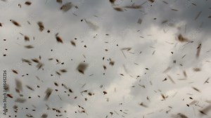 Angry bees protecting the hive