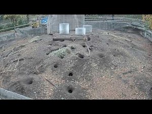 Prairie Dog Cam - zoo cam - prairie dog live webcam