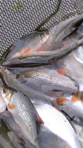 Bag of big Roach on a tiny river