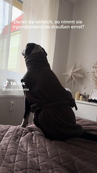 😂😂😂 #fyp #foryoupage #foryou #trends #viral #dog #hund #lustig #funny #hundevideos #hundeauftiktok #dogsoftiktok #doglife #meme