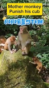 This mother monkey give a lesson to his cub #MonkeyMom #BabyMonkey #WildlifeLove #AnimalParenting #MonkeyDiscipline #CuteMonkeys #MotherAndBaby #WildlifeBehavior #NatureLovers | Malik Munoz