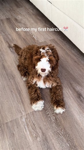 Puppy's First Haircut Transformation