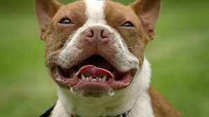 35K views · 1.3K reactions | WATCH: Governor Wolf has fought for all Pennsylvanians, including the furry ones too! Governor Wolf signed Libre’s Law, landmark animal protection legislation, to protect Pennsylvania’s furry friends from abuse. Read more: bit.ly/LibresLawPA | Tom Wolf | Facebook