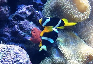 Unique video shows the clear difference between clarki and true sebae clownfish | Reef Builders | The Reef and Saltwater Aquarium Blog