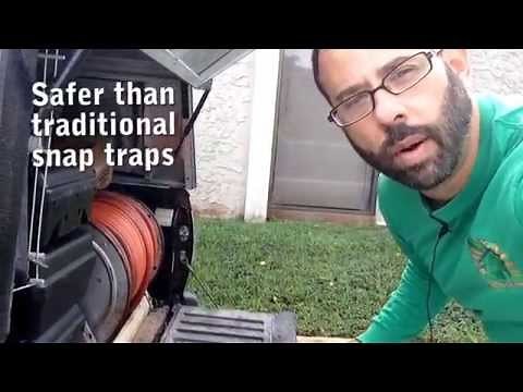 Rat and Mice Rodent Control Miami NaturePest 786-222-7069