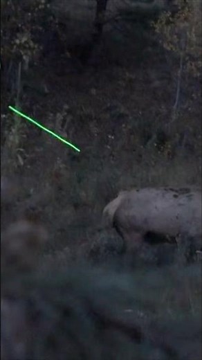 With only minutes to spare, Pierce lets it fly!! #archeryelk #bowhunting #elkseasom #hunting