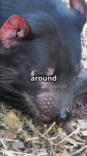 Tasmanian Devil: Nature's Fierce Screecher!