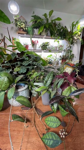 Hoya Timelapse- looks like the tendrils move. The prayer plant is still the busiest. #houseplants