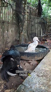 67K views · 114 reactions | the life of a Muscovy duck in a cage that resembles its natural habitat #muscovyduck #muscovy #duck #pato #patos #pet #pets #animals #videos | Afrim | Facebook