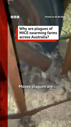 Plagues of mice terrorise farmers in Australia. #Australia #Mice #BBCNews