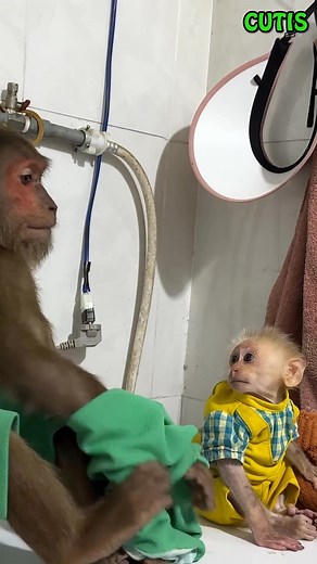 Monkey CUTIS Happily Prepares Water and Clothes for Bathing with Baby Monkey . . #monkey #monkeys #monkeydluffy #monkeybusiness #monkeyforest #monkeybars #monkeynapkin #monkey47 #monkeylove #monkeytemple #monkeyingaround #monkeyisland #MonkeyKing #Monkeybeach #monkeyyear #monkeyhaircut #monkeybread #monkeyshoulder #monkeyseemonkeydo #monkeybar #monkeymind #monkeypose #MonkeyFace #monkeyman #monkeytime #monkeyfist #monkeygirl #monkeyforestubud #monkeysofinstagram #monkeypod #monkeybibi #monkeykak
