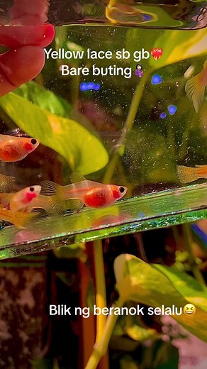 Mahal xse jual#metalblacklaceguppy #guppymalaysia🇲🇾 #albinofullwhite #dumbo #kelantantiktok #albinokoiredear #redkoi #whiteplatinumguppy #nokbersaingbelako #skyblue💙 #aquarium #kenangan #betta_lover #guppyindonesia #albinofullwhite