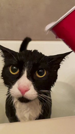 Kitty Bath Time Fun: Cute Cat Enjoying a Refreshing Bath