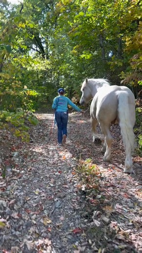 Critically Endangered breed “American Cream Draft”… native to the United States was on the photo list yesterday. 💖 #americancreamdraft #endangered #FlexEveryAngle #draft #fall #autumn #photoshoot #andGO #gelding #horses | Animal World