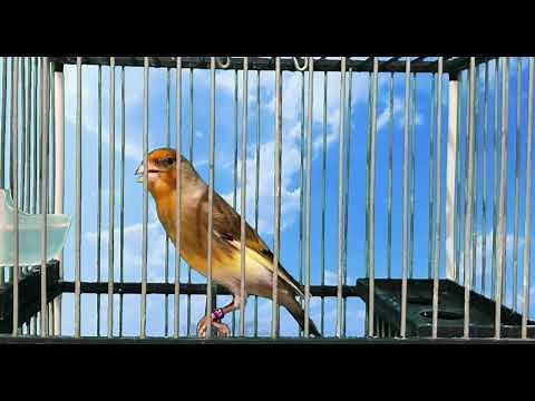 Goldfinch mule singing the best chirping / goldfinch x canary (hybrid) for training / mesto