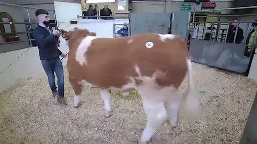 Irish Simmental Cattle Premier Sale, at Roscommon Mart. TOP Price & Star of the Show was Lot 46 'Lissadell Mr Mularkey VIP' selling online with LSL for €12,500. View all today's action live & on-demand video at www.lslauctions.com/tv or download the 'LSL TV App' for Android Smart TV 'Google Play' or Apple TV | LSL Auctions