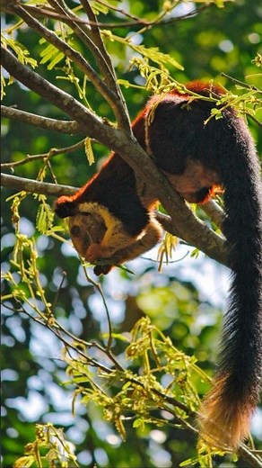 The Colorful Life of the Indian Malabar Giant Squirrel