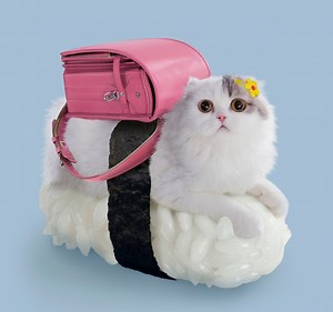 Sushi Cats, A Cute Collection of Magical Felines Resting on Sushi Rice