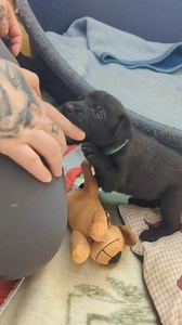 Unseren 9 schwarzen Welpen geht es sehr gut ❤️ Sie sind aufgeweckt, verspielt und frech, so wie es sich für Welpen gehört 🐶 Nach einem aufregenden Tag voller Spielen, ist der Hunger riiiesig! 🦴 Und bei insgesamt 19 kleinen Rackern, die wir momentan versorgen, sind wir sehr dankbar über Futterspenden (Welpenhundefutter) und auch Decken (können ruhig alt sein, aber bitte sauber) 🙏 | Tierschutz Austria