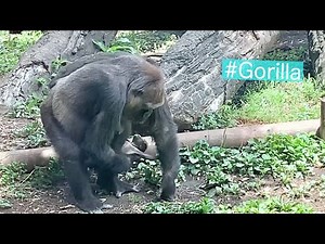 A Baby Gorilla Is Born! ゴリラの赤ちゃん誕生！おめでとうございます！