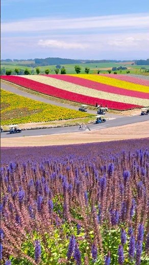 美哭欸！北海道四季彩之丘！So breathtakingly beautiful! Shikisai-no-Oka in Hokkaido!