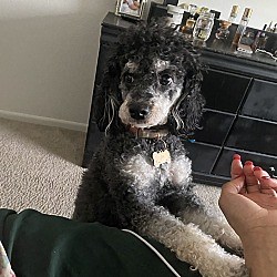 Minneapolis, MN - Cockapoo/Poodle (Miniature). Meet Jia a Pet for Adoption - AdoptaPet.com