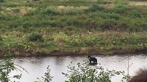 Be sure to turn up the volume for this video. Listen to the Chichagof Island Coastal Brown Bear walking through the river. Guests on our Spasski River Valley Wildlife and Bear search were treated to this gem last night . Join us on your next visit to Icy Strait Point. #cruise #alaska #bear http://icystraitpoint.com/tour/spasski-river-wildlife-and-bear-search/ | Icy Strait Point