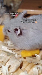 New pet alert! Campbell's dwarf hamster 🐹💕 Meet Linny and Ming Ming mga kuys ang mga Wonderpets hahaha wala si Tuck eh nasa ibang bahay baka kasi dumami agad 🙈 #animals #pet #exoticpets #fbreels #fypシ #foryoupage #trendingreels #reelschallenge #reelsfacebook #hamsters #rodents #cute | Exotic Beasts