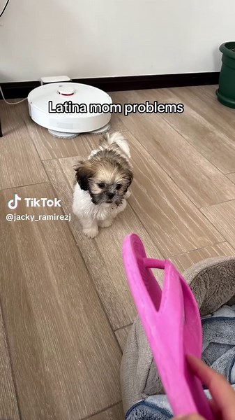 Latina Mom Problems with a Shih Tzu Puppy