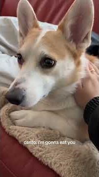 Funny Dogs Speak English!